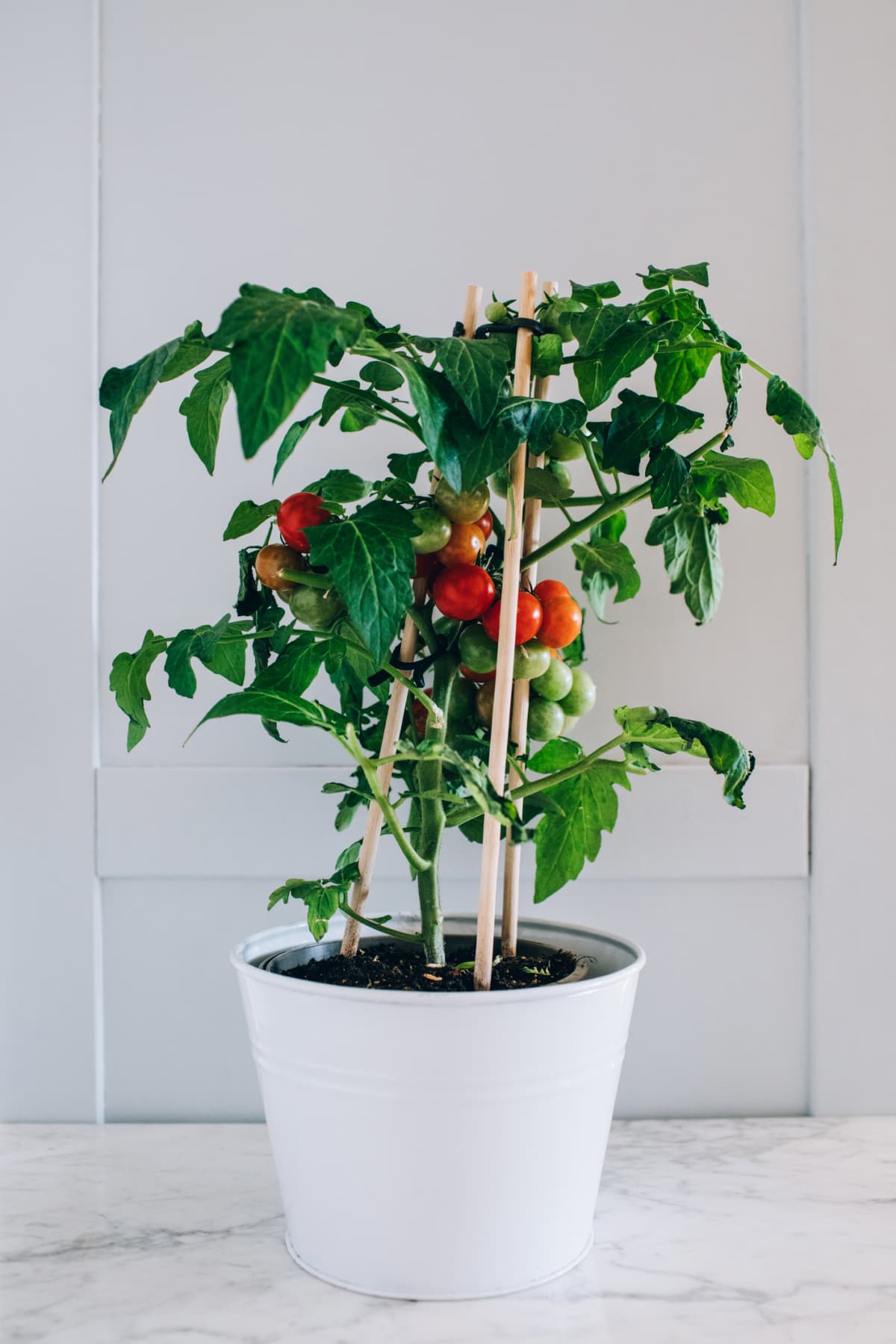A cherry tomato plant with wooden support stakes