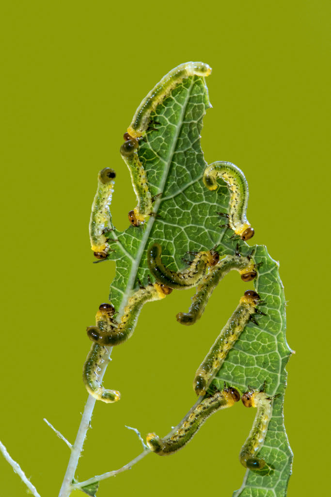 Sawfly larvae. larva (Symphyta sp.) feeding along edge of leaf from blueberry cultivar (Vaccinium corymbosum) in garden. (Photo by: Arterra/Philippe Clément/Universal Images Group via Getty Images)