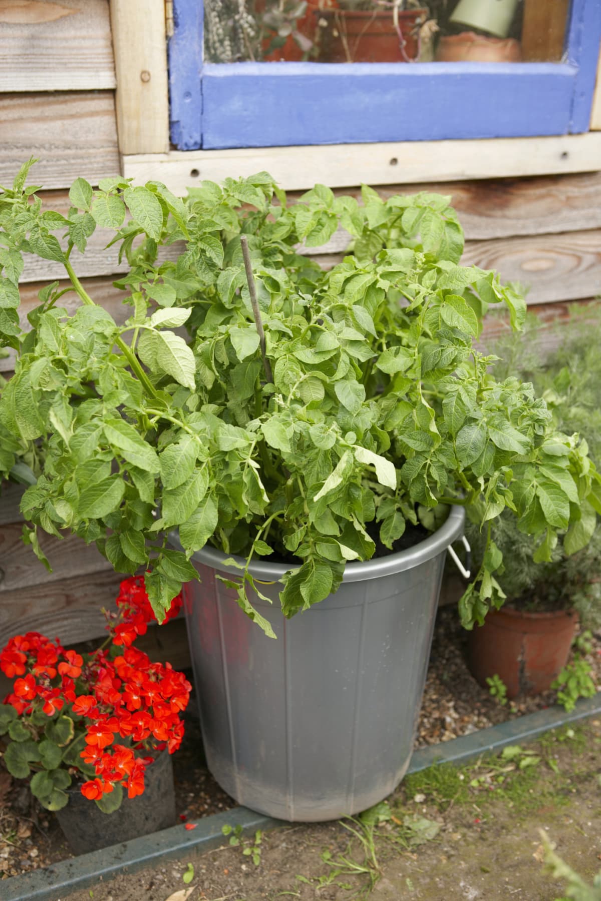 Potato plant in large pot outdoors