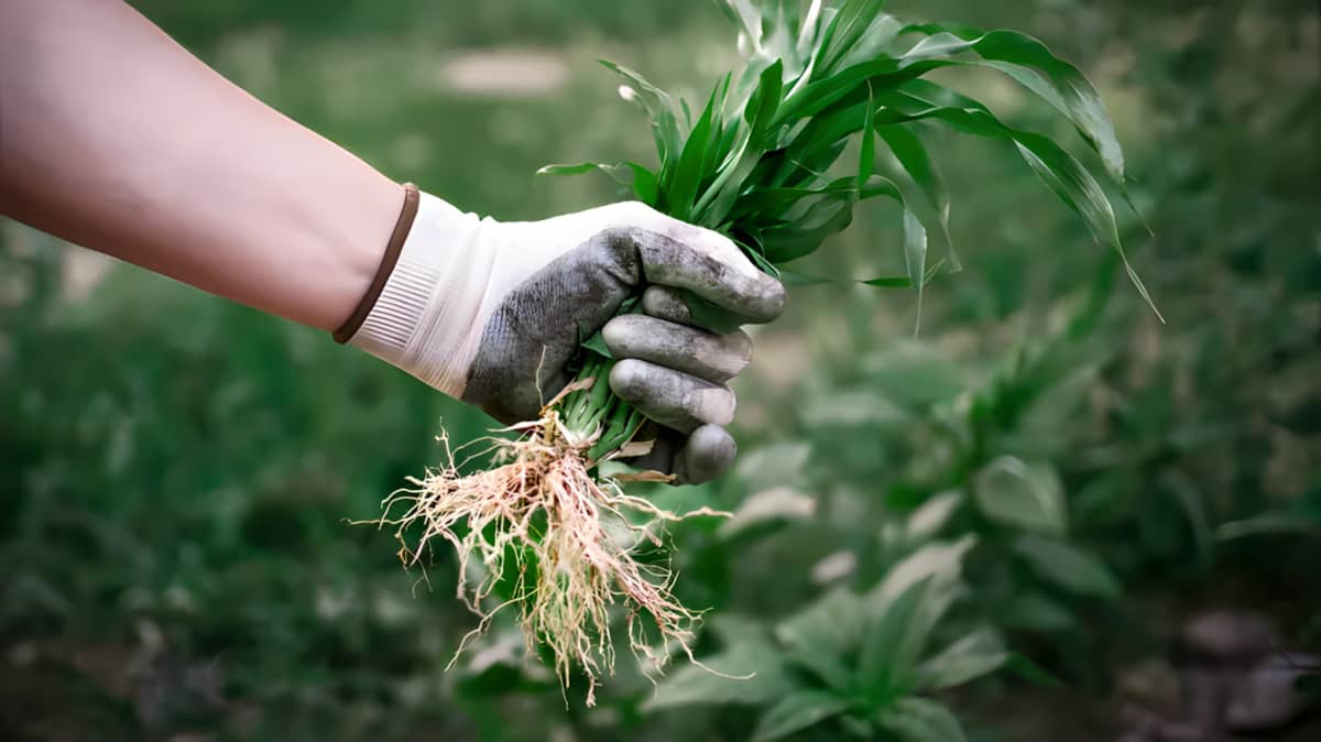 A person wearing gardening gloves pulling weeds