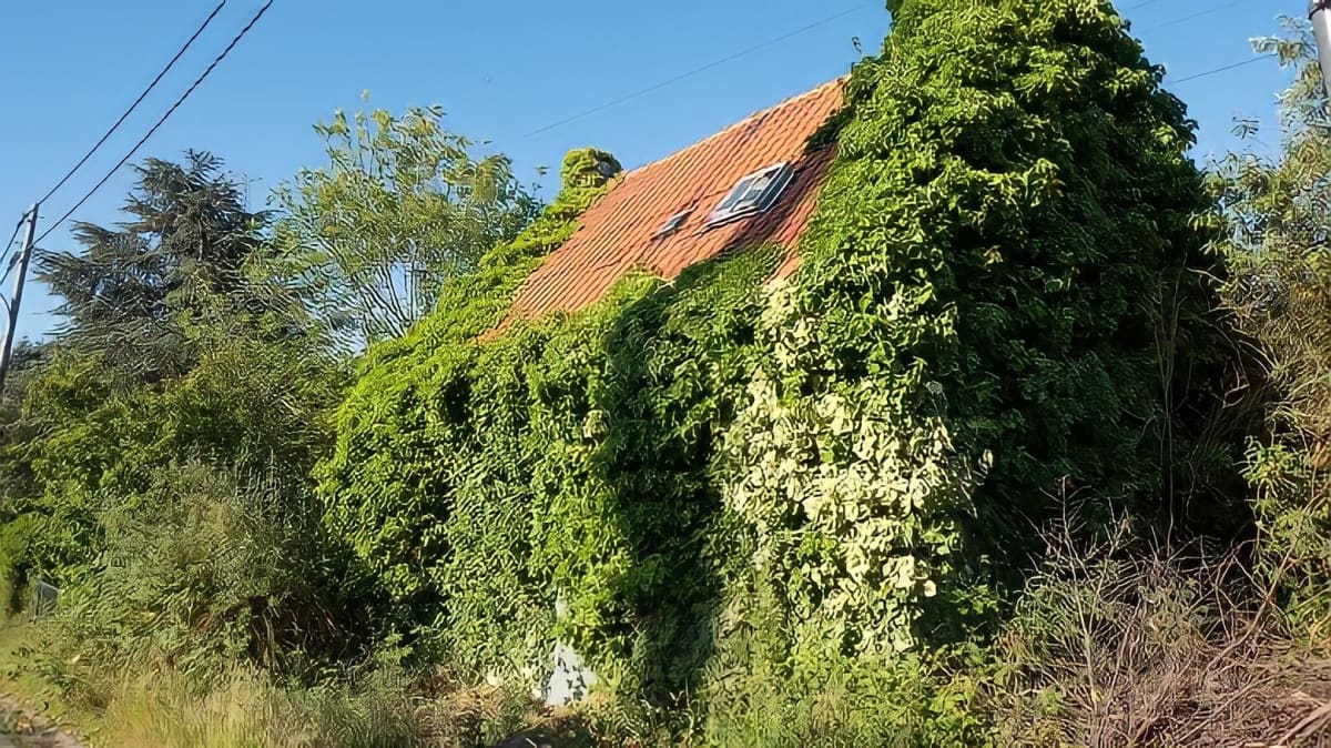 Ivy growing on a house