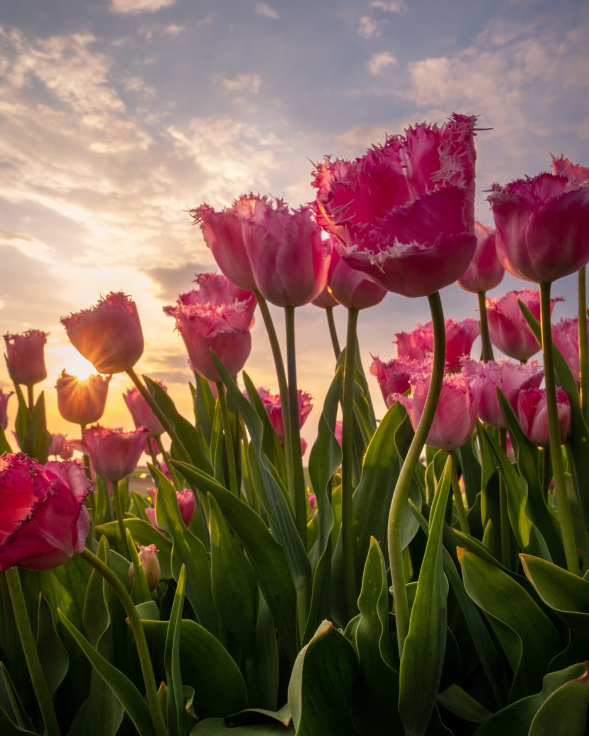 Pink tulip field in Germany with beautiful light from the evening sun.
