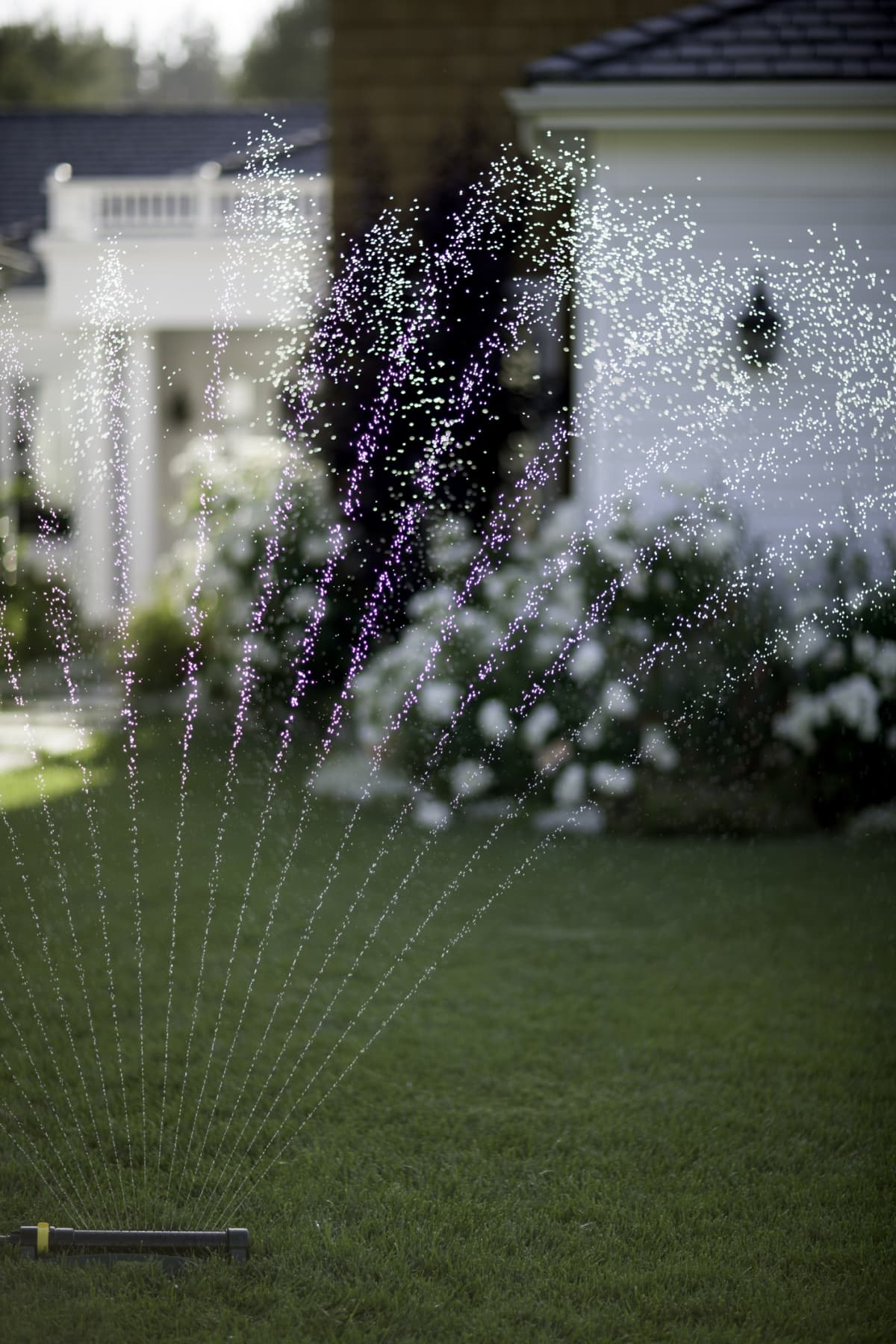 Sprays of water from sprinkler on lawn