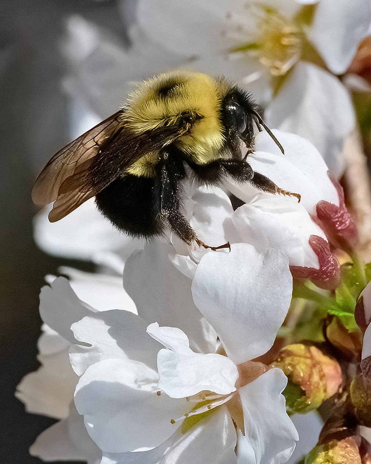 A bumble bee on a flower