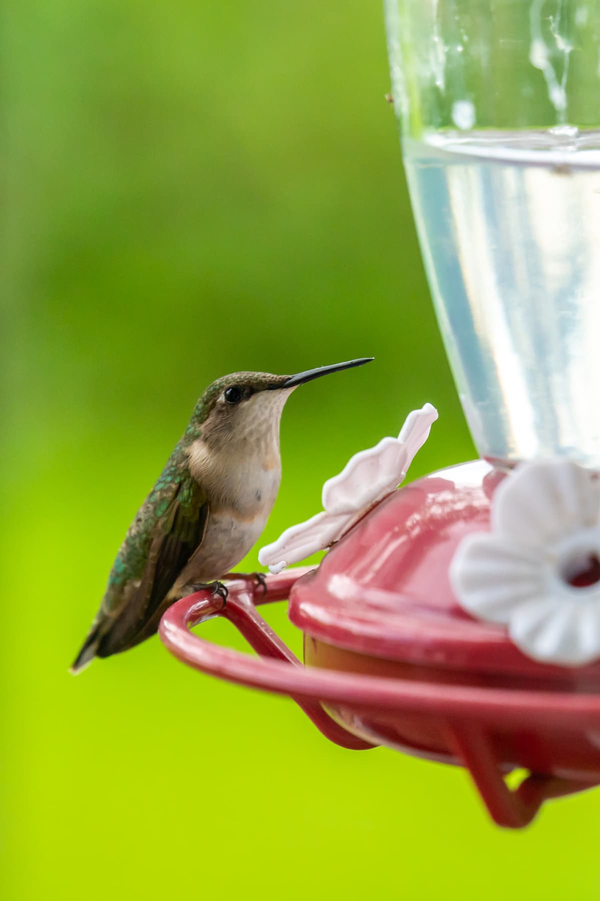Hummingbird enjoying sugar water from a red bird feeder in rural Minnesota
