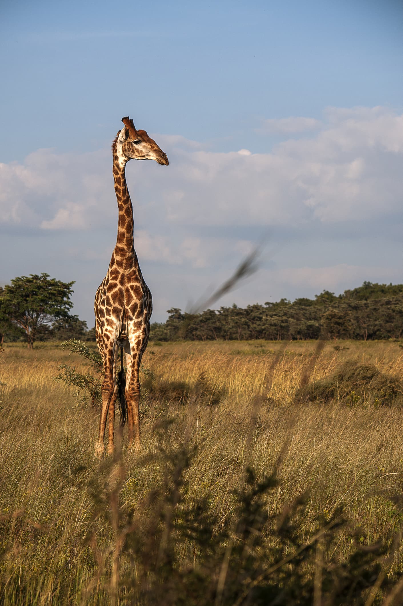 10 wild animal cams take you on safari