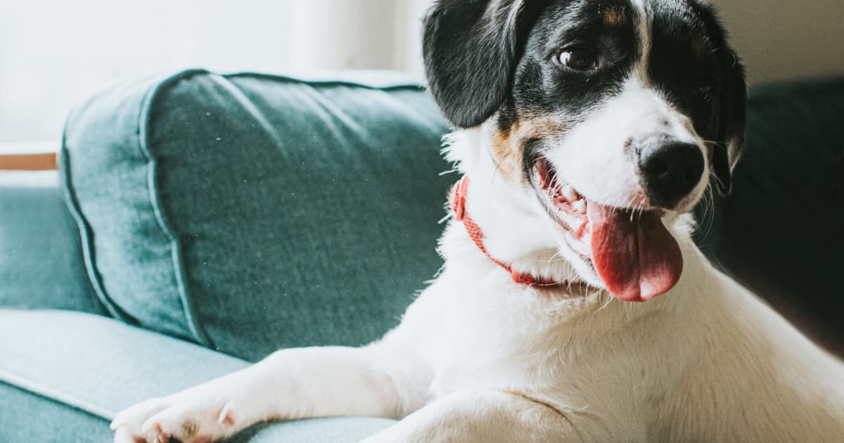 Remove Pet Hair From Furniture With This Game Changing Hack