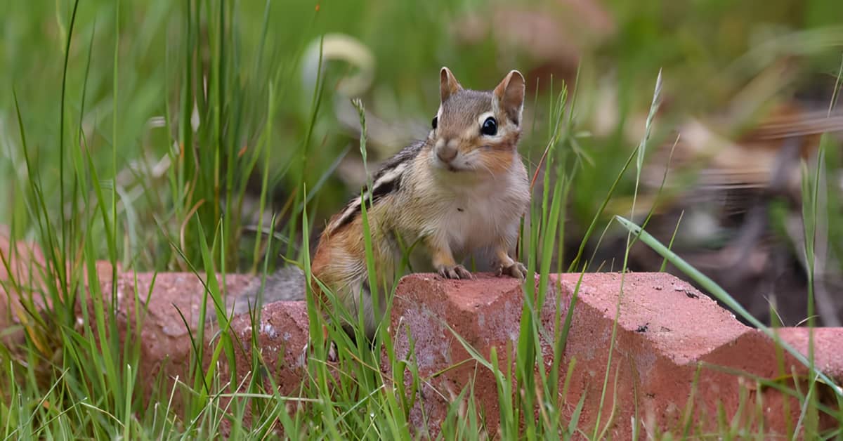 Keep Chipmunks Out Of Your Flower Pots With This Kitchen Staple