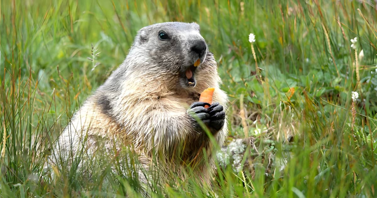 Grow This Beautiful Flower To Repel Groundhogs Naturally