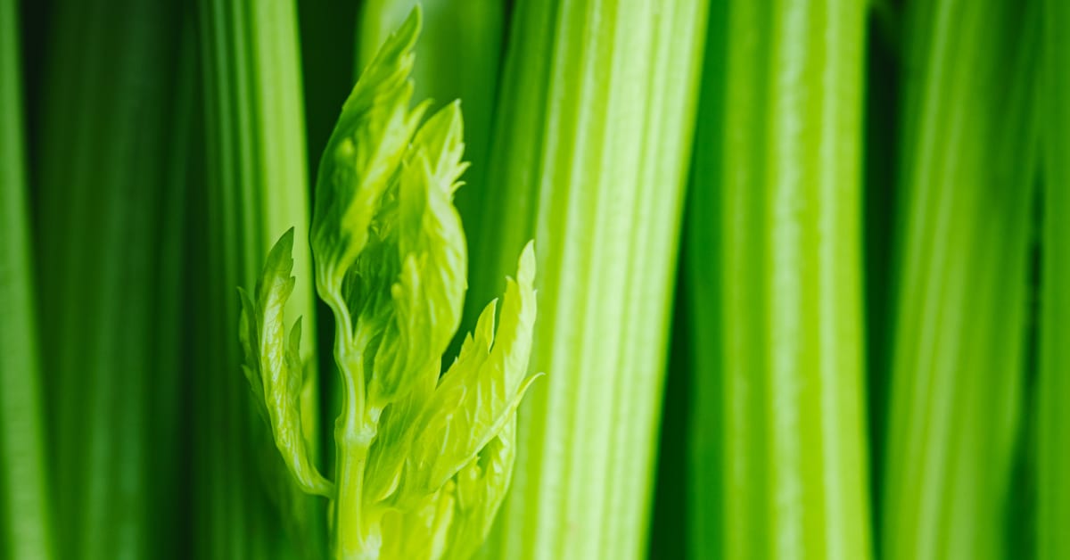Which Country Produces The Most Celery which-country-produces-the-most-celery