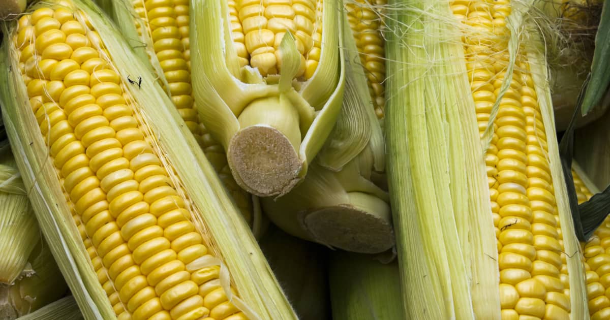 Which US State Produces The Most Corn 