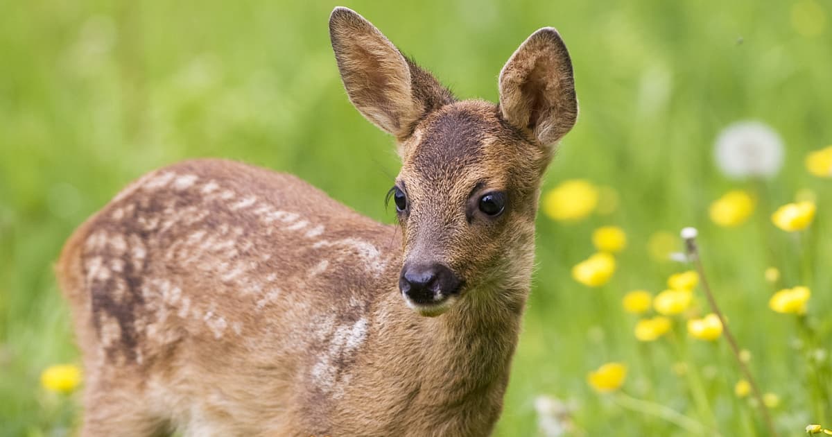 How To Use Fishing Line To Keep Deer Out Of Your Garden how-to-use-fishing-line-to-keep-deer-out-of-your-garden