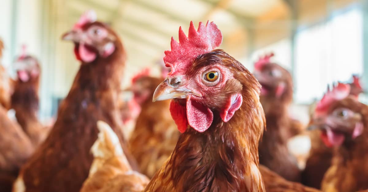 Which US State Produces The Most Chicken which-us-state-produces-the-most-chicken
