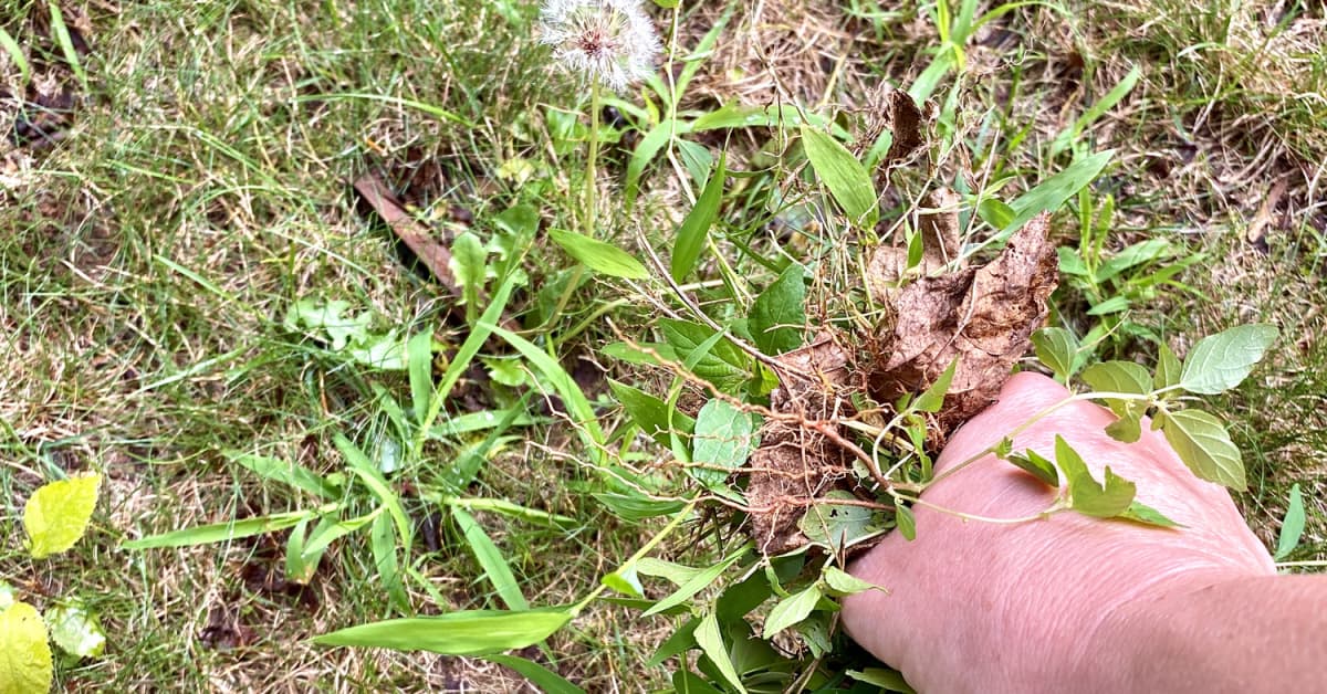 How To Use Dish Soap To Control Your Garden s Weeds how-to-use-dish-soap-to-control-your-garden-s-weeds