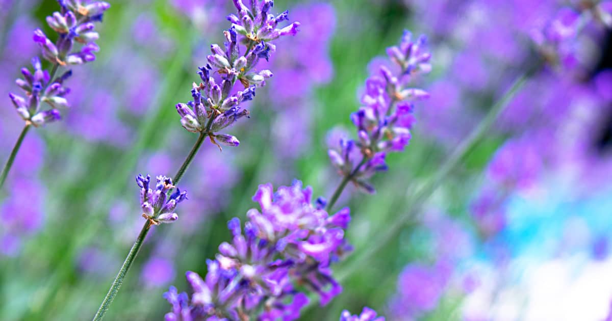 Plant These 15 Types Of Flowers To Keep Insects Out Of Your Garden