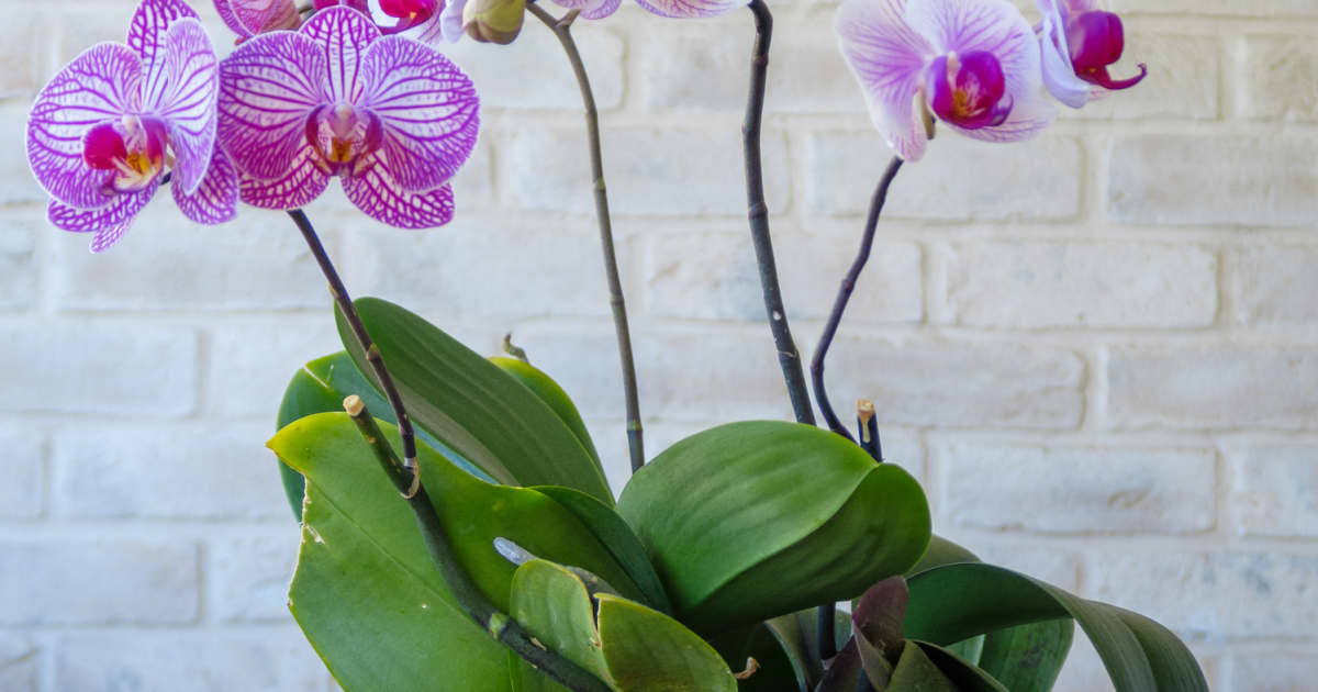 The Easiest Way To Successfully Propagate Orchids The Easiest Way To Successfully Propagate Orchids