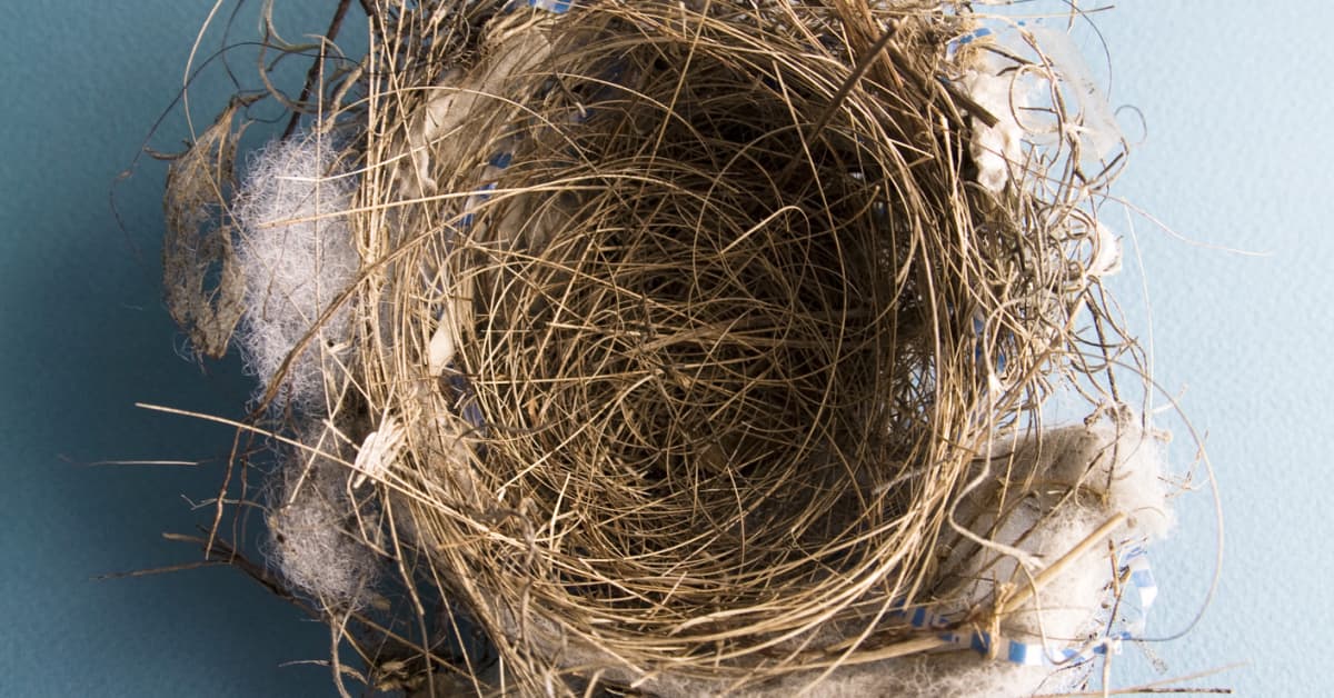 How To Keep Birds Out Of The Rafters Of Your Home