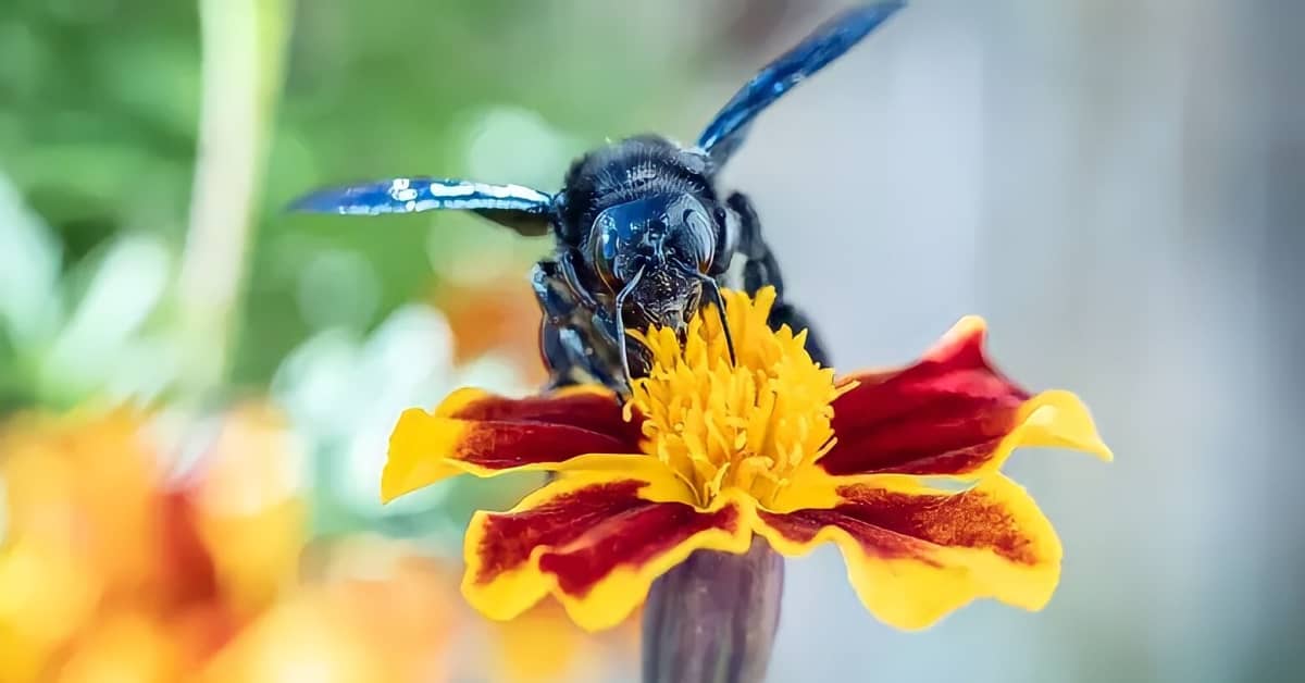 The Best Way To Keep Carpenter Bees Out Of Your Home