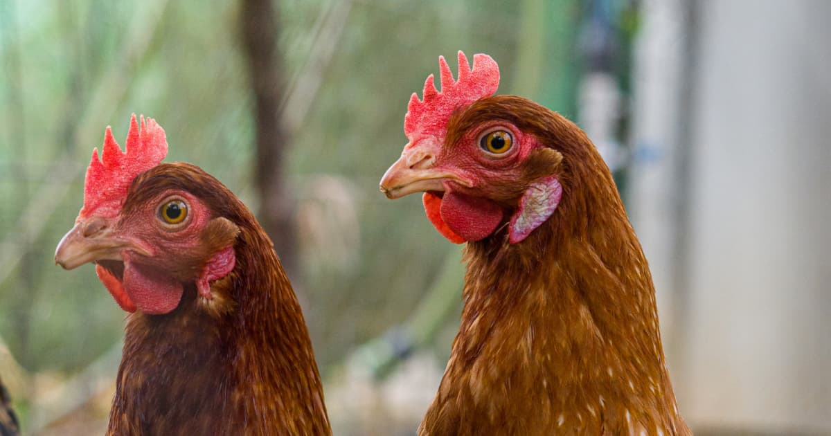 How Colorado #39 s Cage Free Egg Law Could Impact Prices How Colorado #39 s Cage Free Egg Law Could Impact Prices