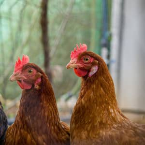 How Colorado #39 s Cage Free Egg Law Could Impact Prices How Colorado #39 s Cage Free Egg Law Could Impact Prices
