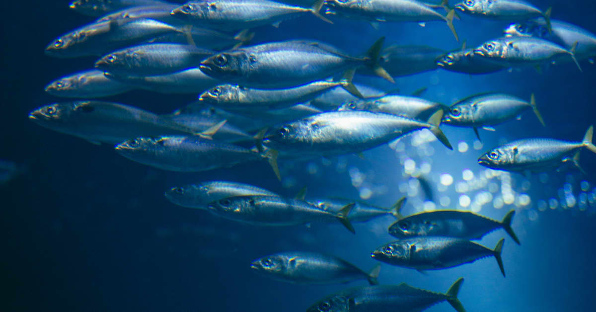 15 Things You Need To Know About Farmed Fish 15-things-you-need-to-know-about-farmed-fish