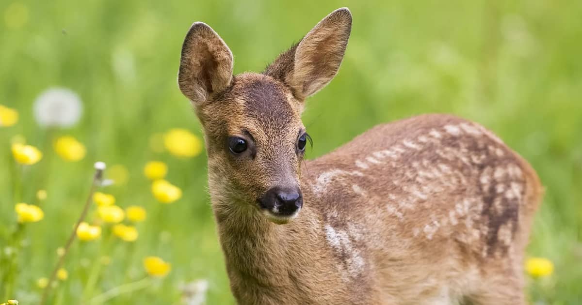 This Pantry Item May Be The Key To Deterring Deer From Your Garden this-pantry-item-may-be-the-key-to-deterring-deer-from-your-garden
