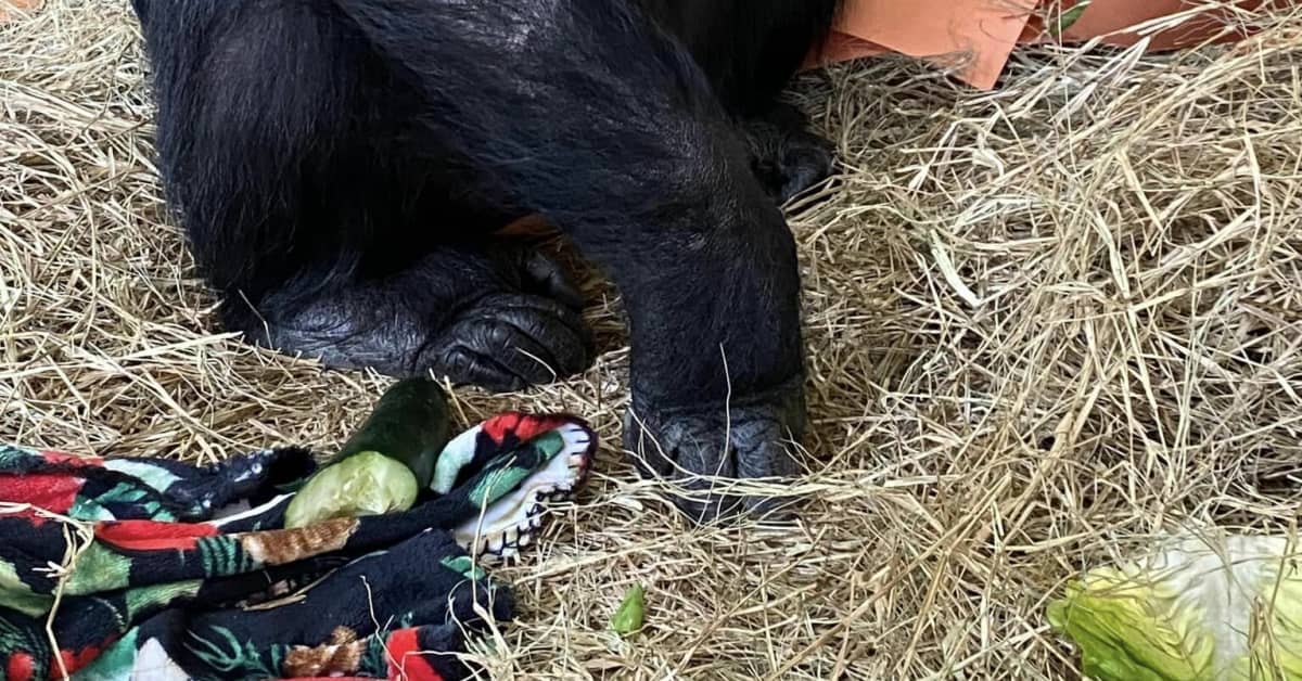 Chimpanzé nascida em laboratório e que viveu 28 anos fechada fica em