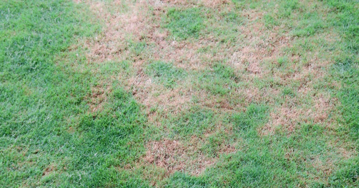 The Best Way To Repair Patches On Your Lawn