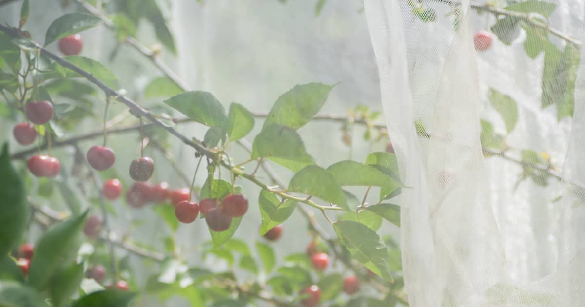 Keep Pests Out Of Your Garden With This Viral Tulle Fabric Hack