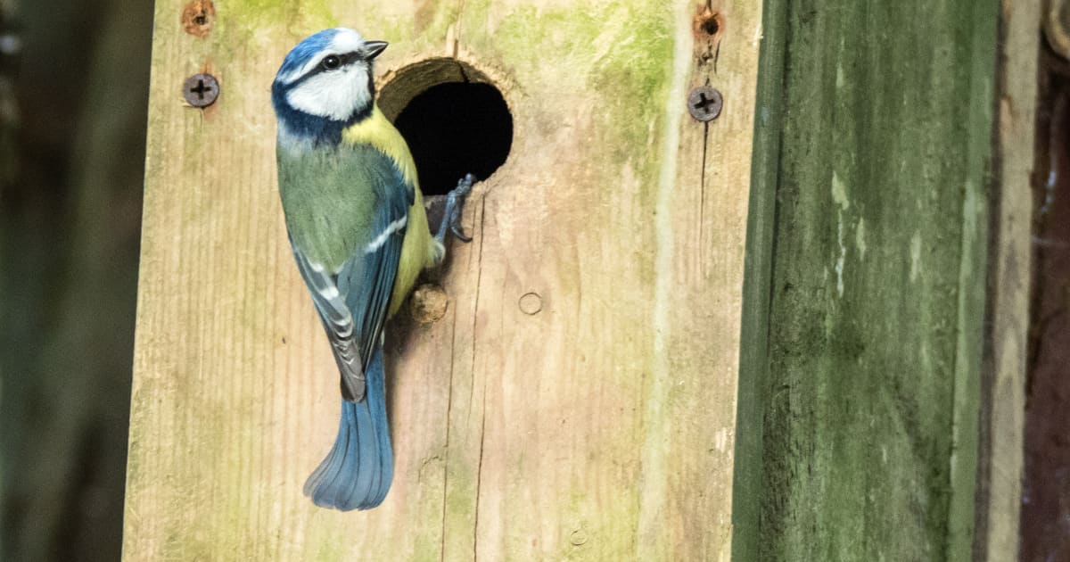 Here s How Big Your Birdhouse Hole Should Be here-s-how-big-your-birdhouse-hole-should-be