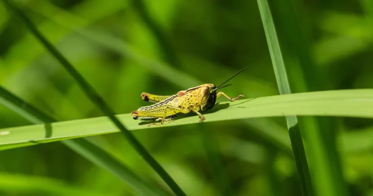 8 Genius Tricks To Get Rid Of Grasshoppers In Your Backyard 8-genius-tricks-to-get-rid-of-grasshoppers-in-your-backyard