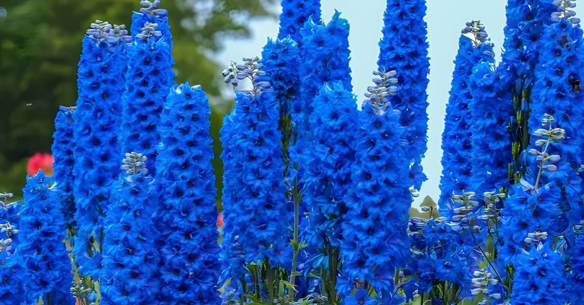 The Beautiful Plant That s Actually Dangerous the-beautiful-plant-that-s-actually-dangerous
