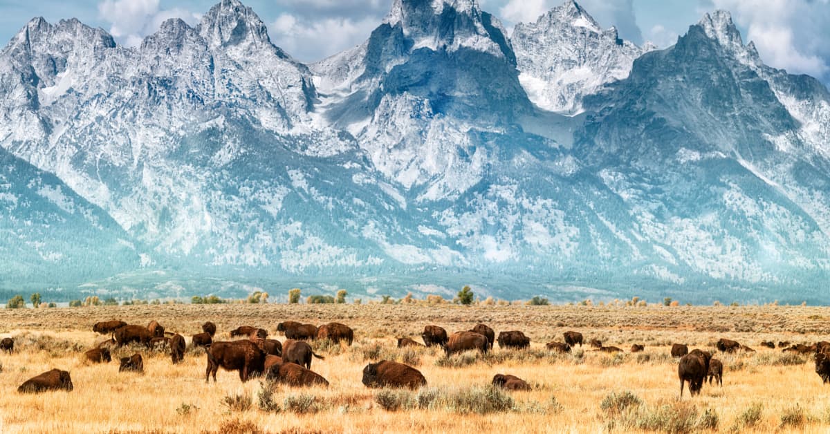The complete guide to Yellowstone National Park